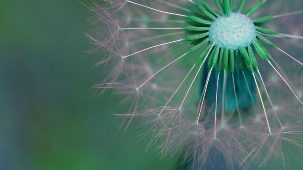 Pusteblume reloaded #1
