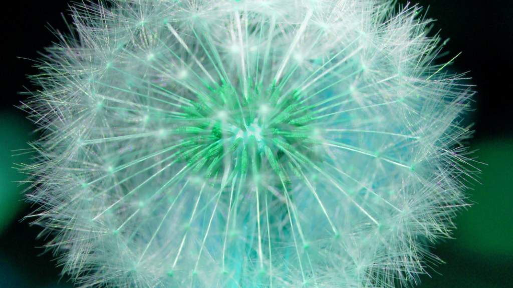 Pusteblume reloaded #2